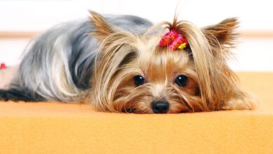 Evde Köpekler İçin Yaşam Alanı Nasıl Oluşturulur? 40 evde köpekler için yaşam alanı