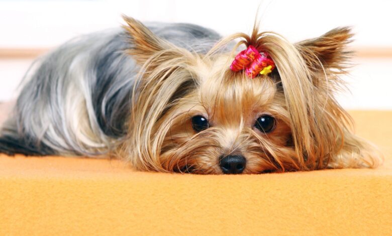 evde köpekler için yaşam alanı